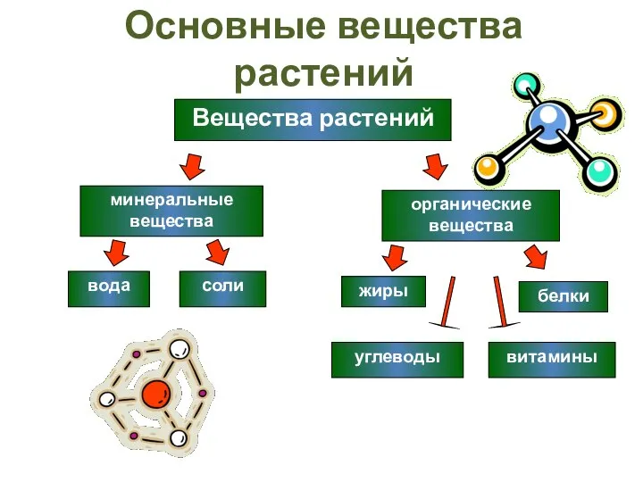 Основные вещества растений Вещества растений минеральные вещества вода соли органические вещества белки жиры углеводы витамины