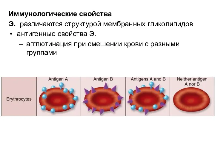 Иммунологические свойства Э. различаются структурой мембранных гликолипидов антигенные свойства Э. агглютинация при