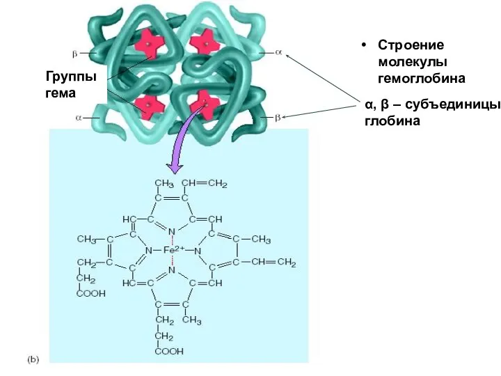 Строение молекулы гемоглобина Группы гема α, β – субъединицы глобина