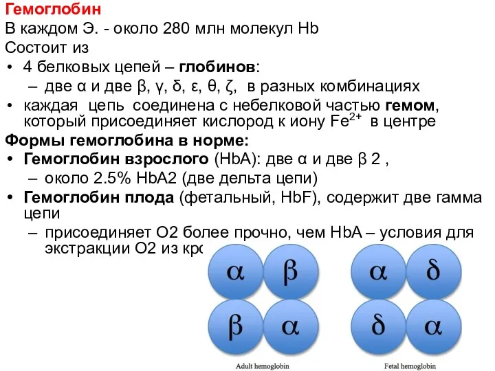 Гемоглобин В каждом Э. - около 280 млн молекул Hb Состоит из