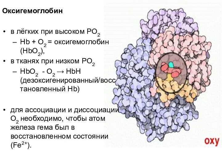Оксигемоглобин в лёгких при высоком РO2 Hb + O2 = оксигемоглобин (HbO2),