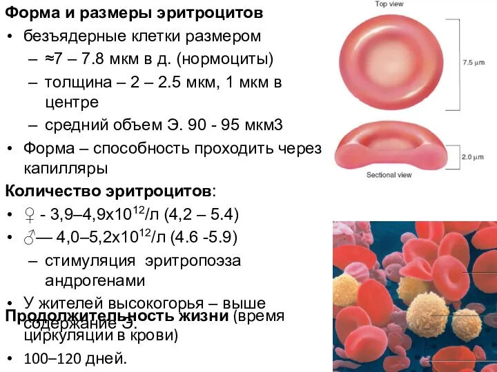 Форма и размеры эритроцитов безъядерные клетки размером ≈7 – 7.8 мкм в