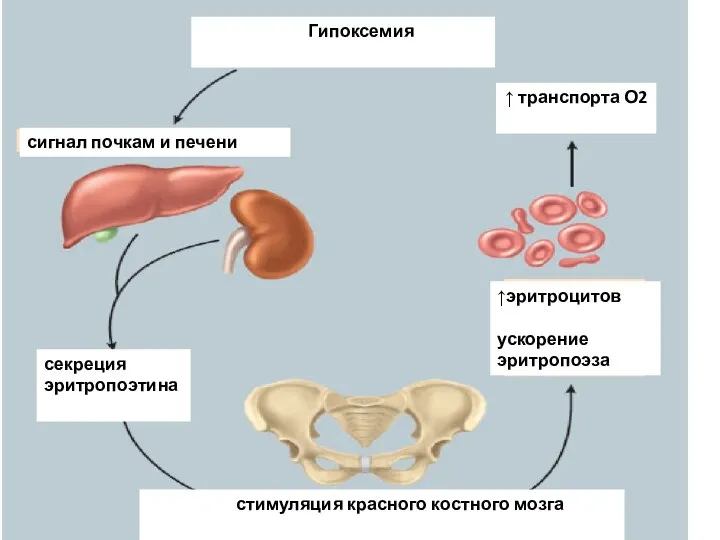 Гипоксемия ↑ транспорта О2 ↑эритроцитов ускорение эритропоэза сигнал почкам и печени стимуляция