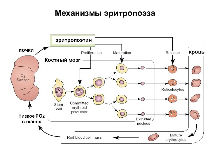Механизмы эритропоэза почки эритропоэтин Костный мозг кровь Низкое РО2 в тканях