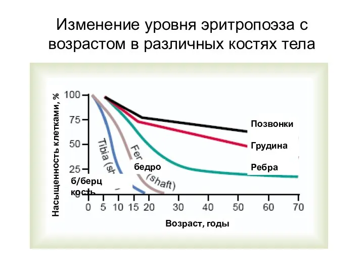 Изменение уровня эритропоэза с возрастом в различных костях тела Позвонки Грудина Ребра