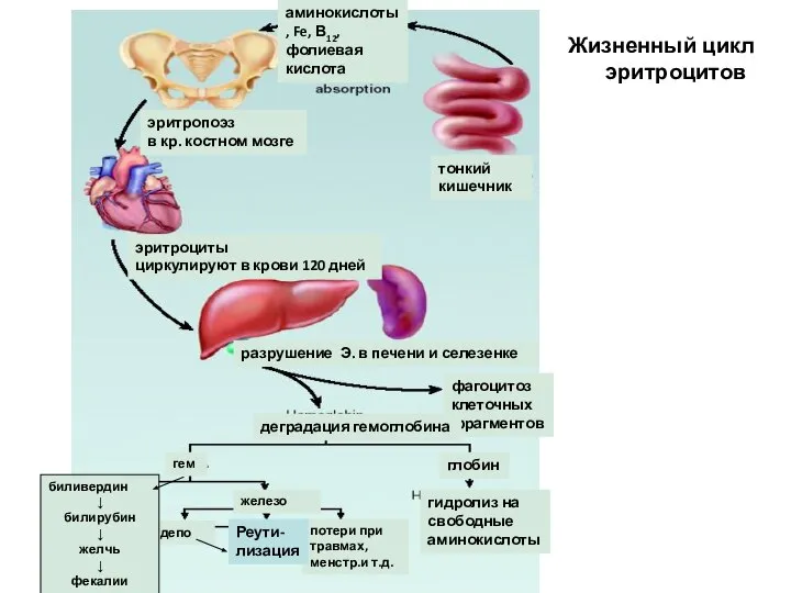 Жизненный цикл эритроцитов тонкий кишечник аминокислоты, Fe, В12, фолиевая кислота эритропоэз в