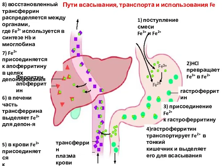 1) поступление смеси Fe3+ и Fe2+ 2)HCl превращает Fe3+ в Fe2+ гастроферритин