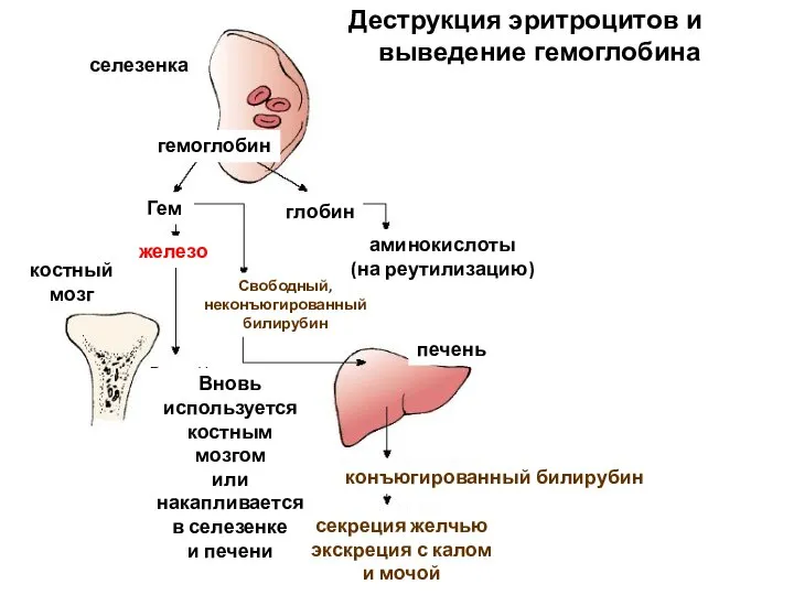 Деструкция эритроцитов и выведение гемоглобина селезенка костный мозг печень Вновь используется костным