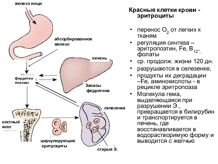 Красные клетки крови - эритроциты перенос О2 от легких к тканям регуляция