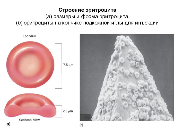 Строение эритроцита (a) размеры и форма эритроцита, (b) эритроциты на кончике подкожной иглы для инъекций а)