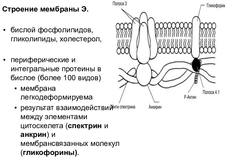 Строение мембраны Э. бислой фосфолипидов, гликолипиды, холестерол, периферические и интегральные протеины в