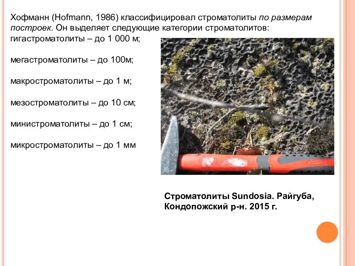 Хофманн (Hofmann, 1986) классифицировал строматолиты по размерам построек. Он выделяет следующие категории