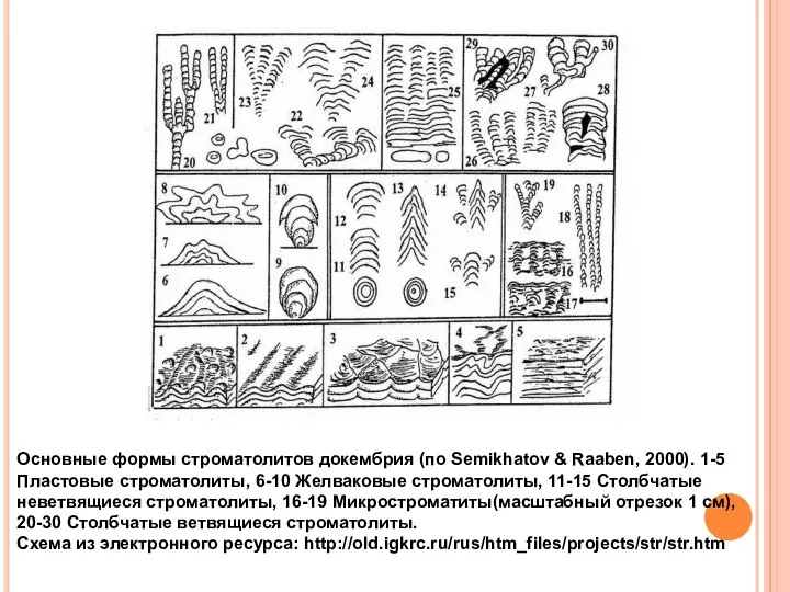 Основные формы строматолитов докембрия (по Semikhatov & Raaben, 2000). 1-5 Пластовые строматолиты,