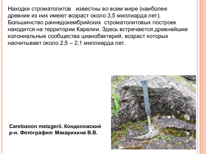 Находки строматолитов известны во всем мире (наиболее древние из них имеют возраст