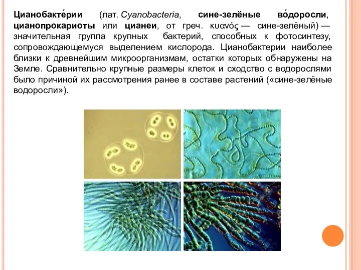 Цианобакте́рии (лат. Cyanobacteria, сине-зелёные во́доросли, цианопрокариоты или цианеи, от греч. κυανός —