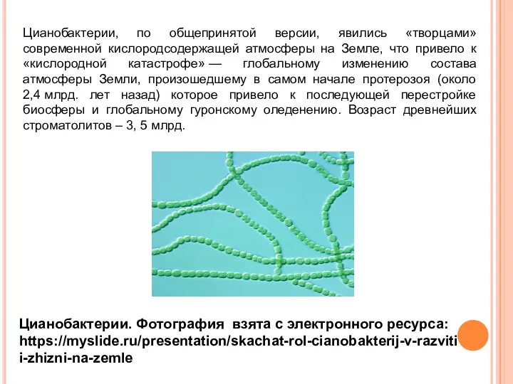 Цианобактерии. Фотография взята с электронного ресурса: https://myslide.ru/presentation/skachat-rol-cianobakterij-v-razvitii-zhizni-na-zemle Цианобактерии, по общепринятой версии, явились