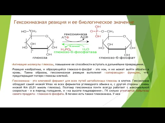 Гексокиназная реакция и ее биологическое значение Активация молекулы глюкозы, повышение ее способности