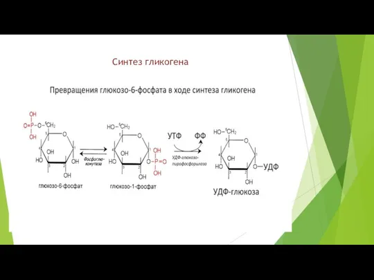 Синтез гликогена