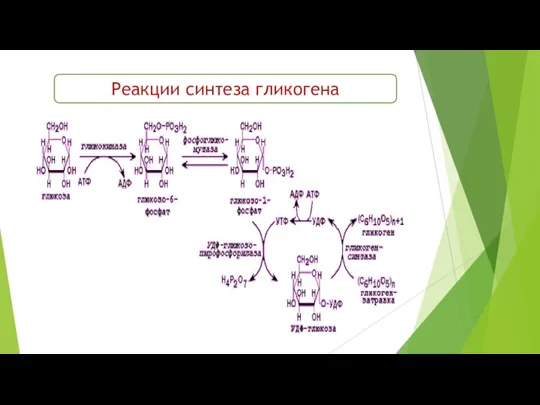 Реакции синтеза гликогена