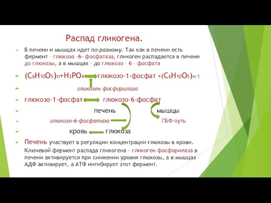 Распад гликогена. В печени и мышцах идет по-разному. Так как в печени