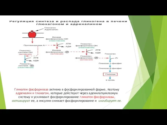Гликоген фосфорилаза активна в фосфорилированной форме, поэтому адреналин и глюкагон, которые действуют