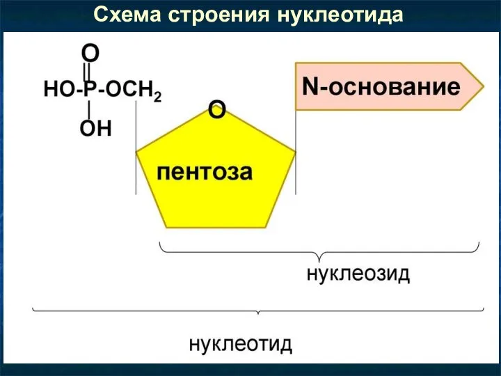Схема строения нуклеотида