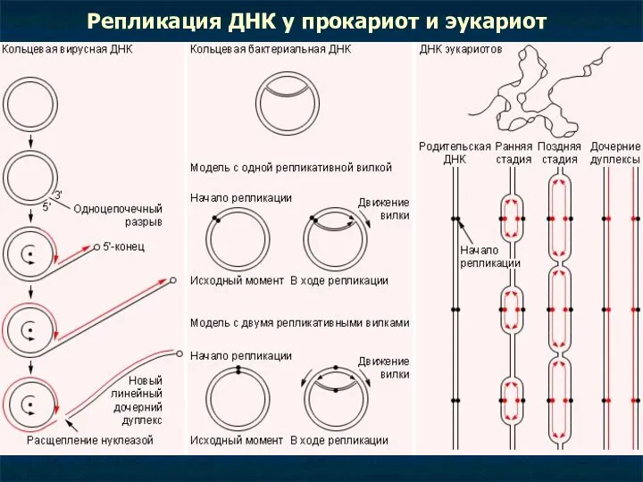 Репликация ДНК у прокариот и эукариот