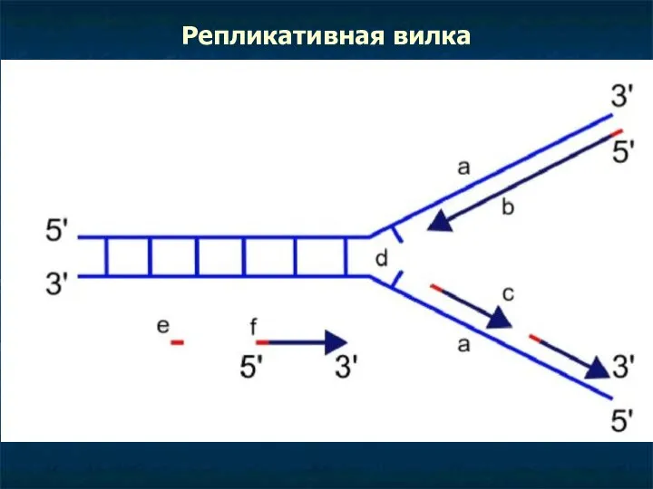 Репликативная вилка