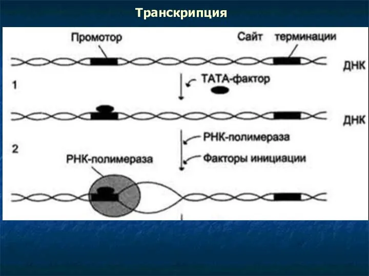 Транскрипция