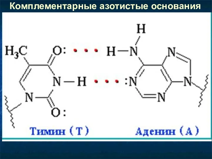 Комплементарные азотистые основания