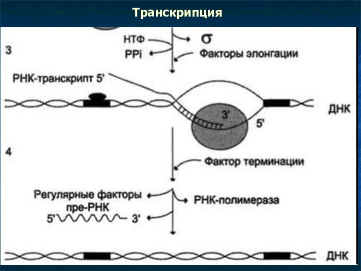 Транскрипция