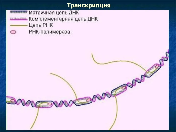 Транскрипция