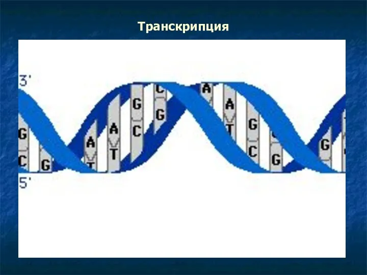 Транскрипция