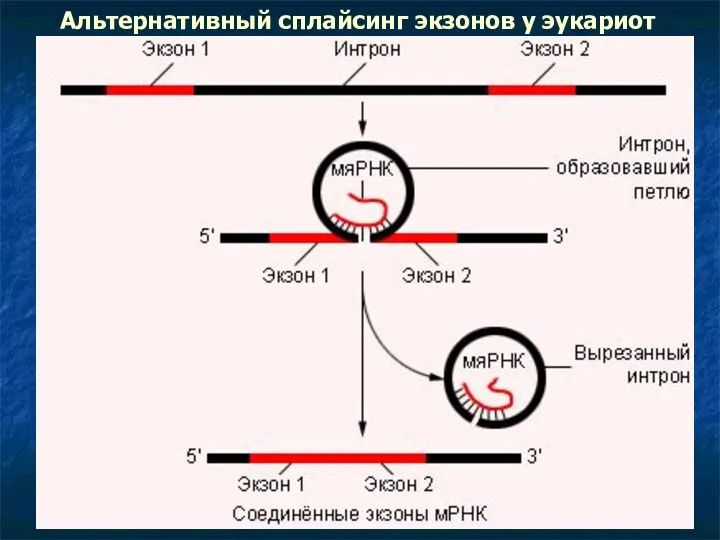 Альтернативный сплайсинг экзонов у эукариот