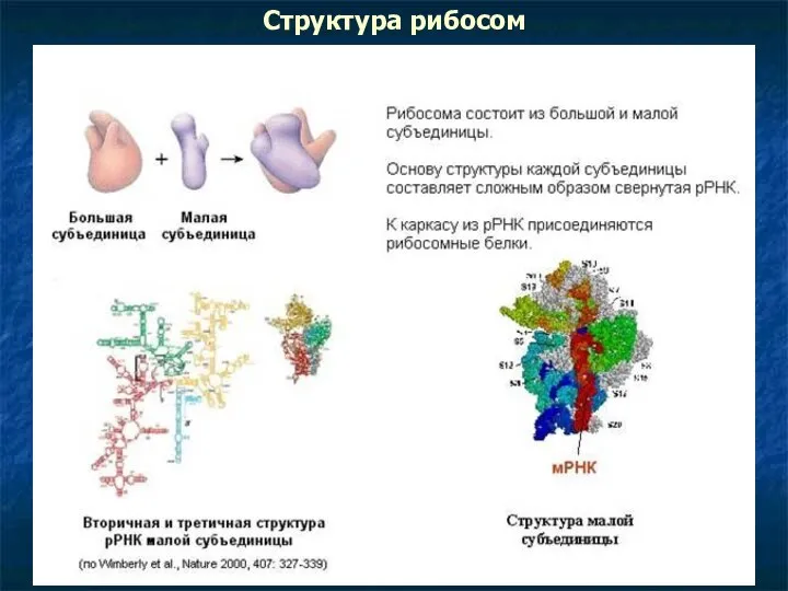 Структура рибосом