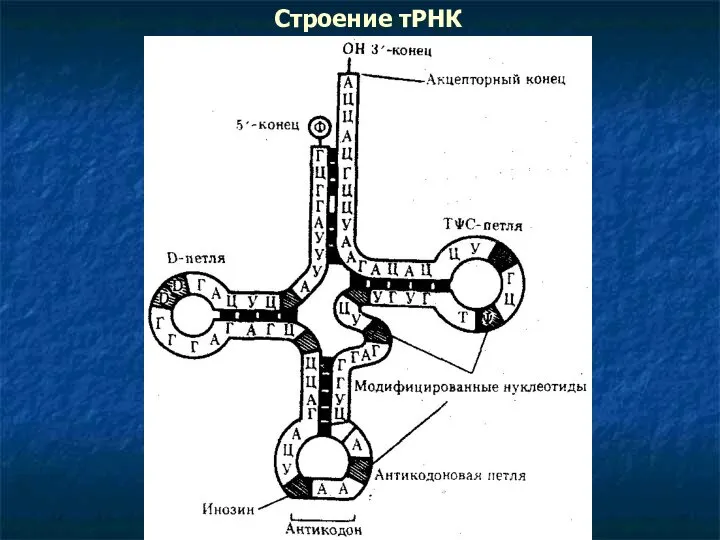 Строение тРНК