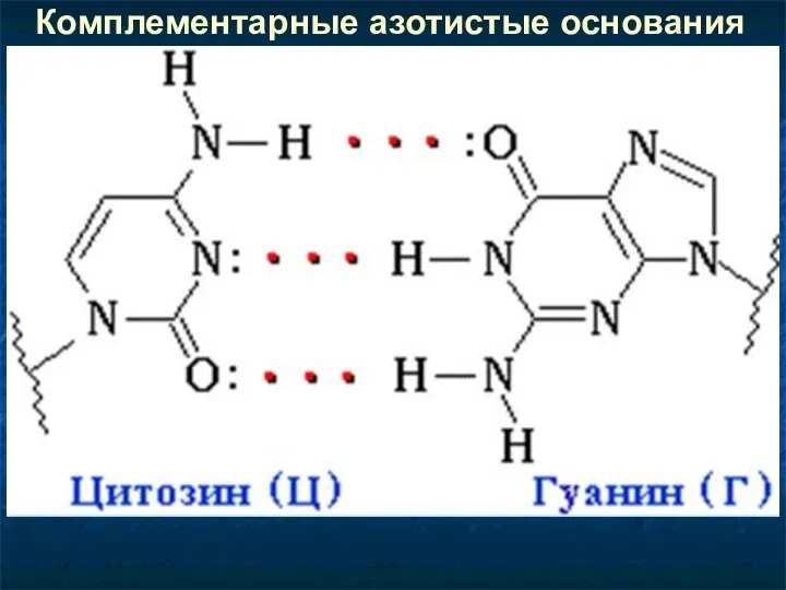 Комплементарные азотистые основания