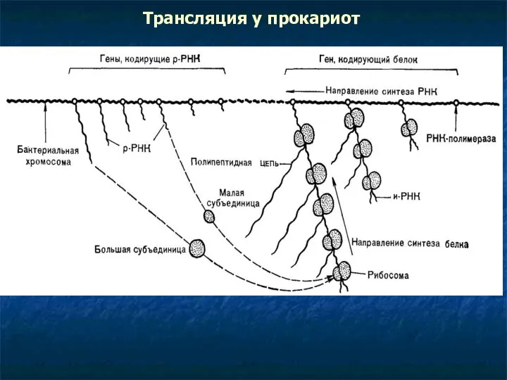 Трансляция у прокариот