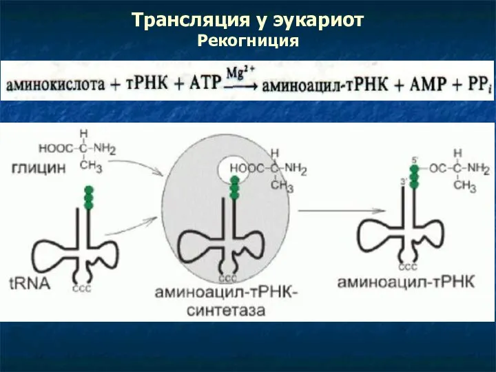 Трансляция у эукариот Рекогниция