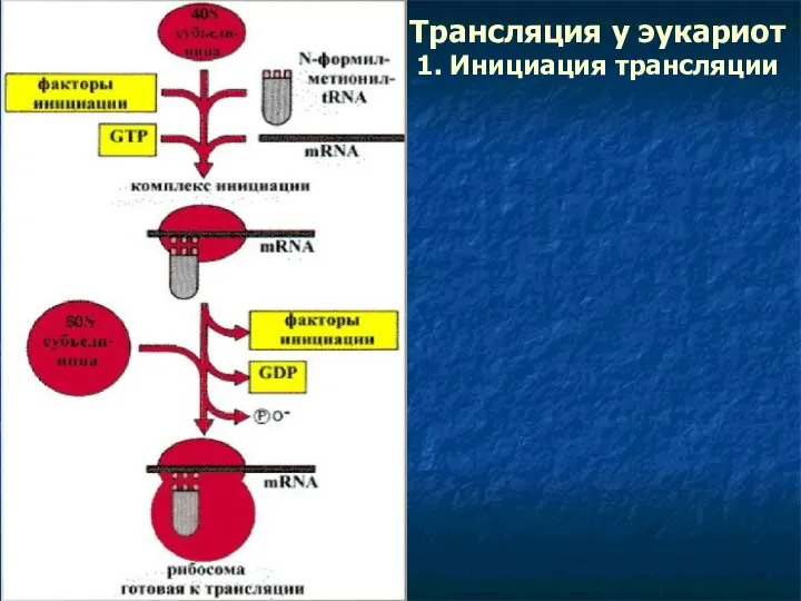 Трансляция у эукариот 1. Инициация трансляции