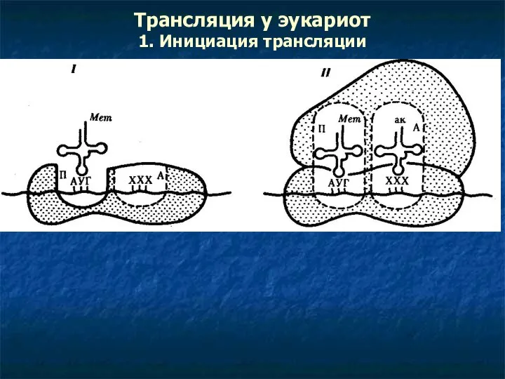 Трансляция у эукариот 1. Инициация трансляции