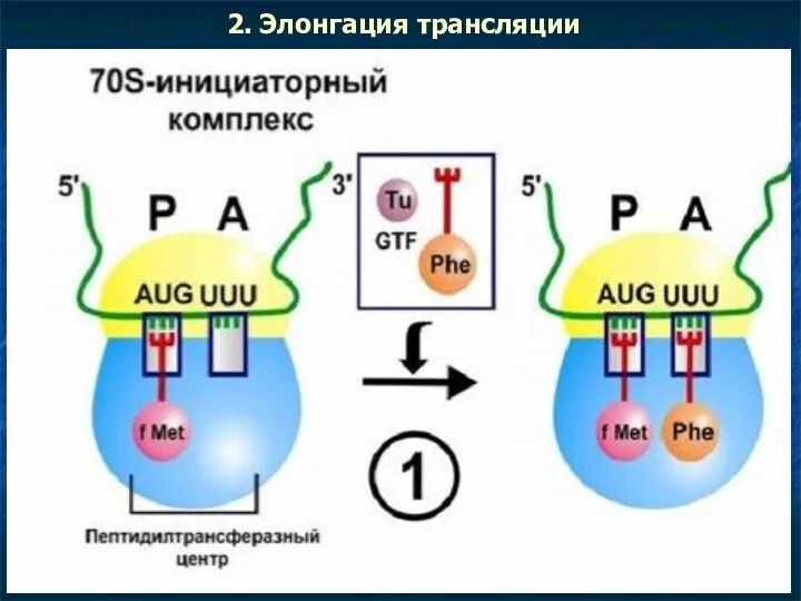 2. Элонгация трансляции