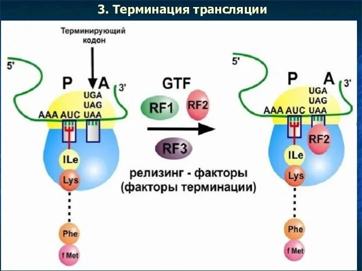 3. Терминация трансляции