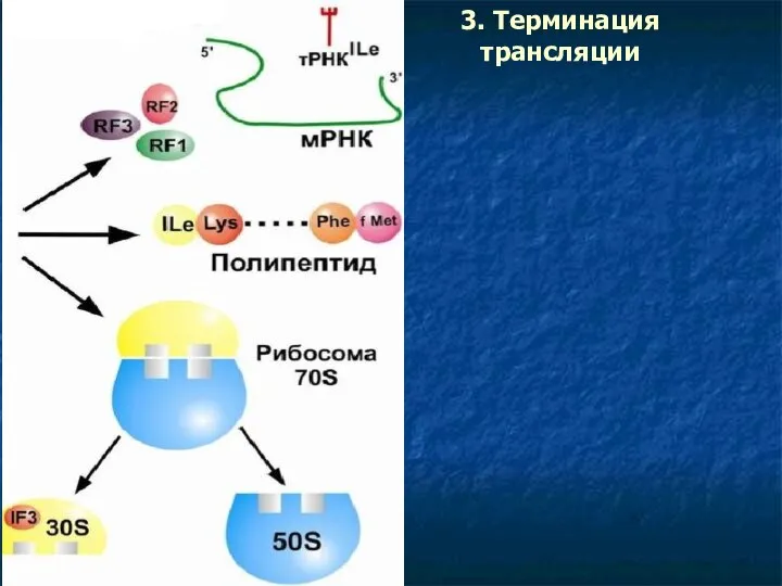 3. Терминация трансляции