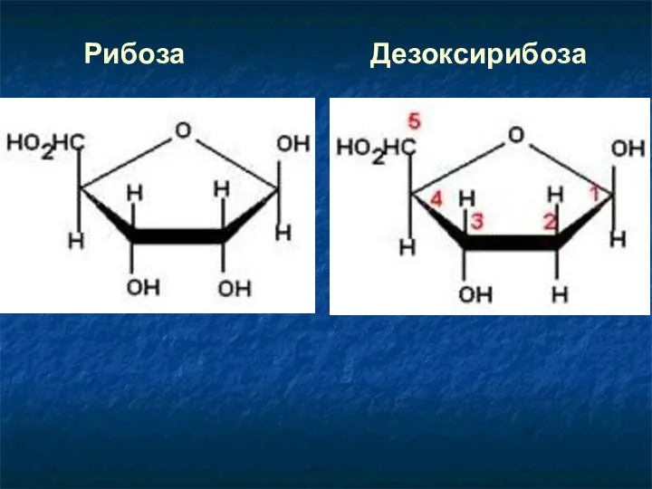 Рибоза Дезоксирибоза