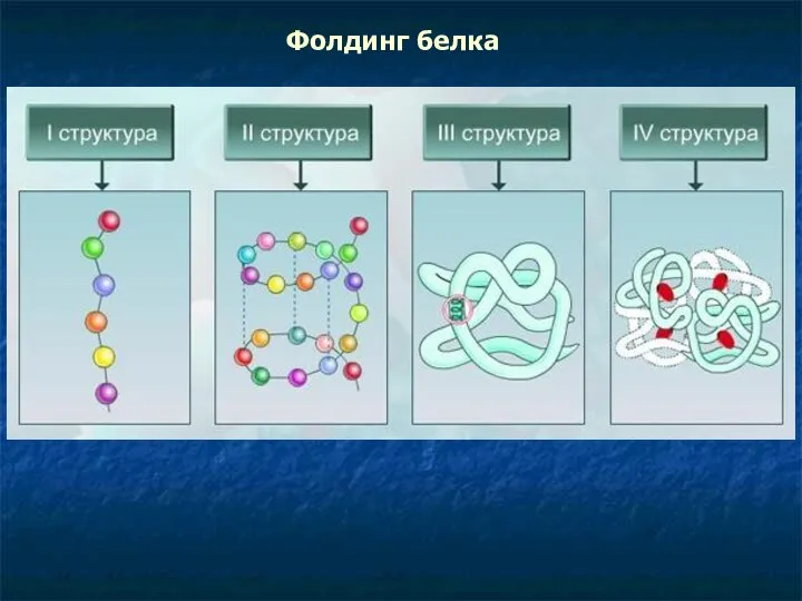 Фолдинг белка