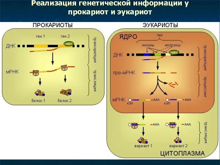 Реализация генетической информации у прокариот и эукариот