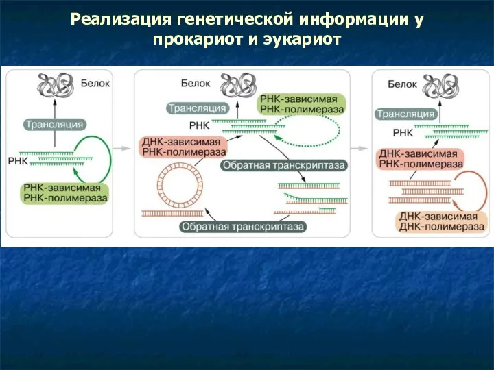 Реализация генетической информации у прокариот и эукариот