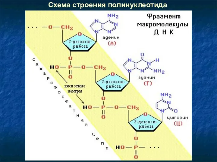 Схема строения полинуклеотида