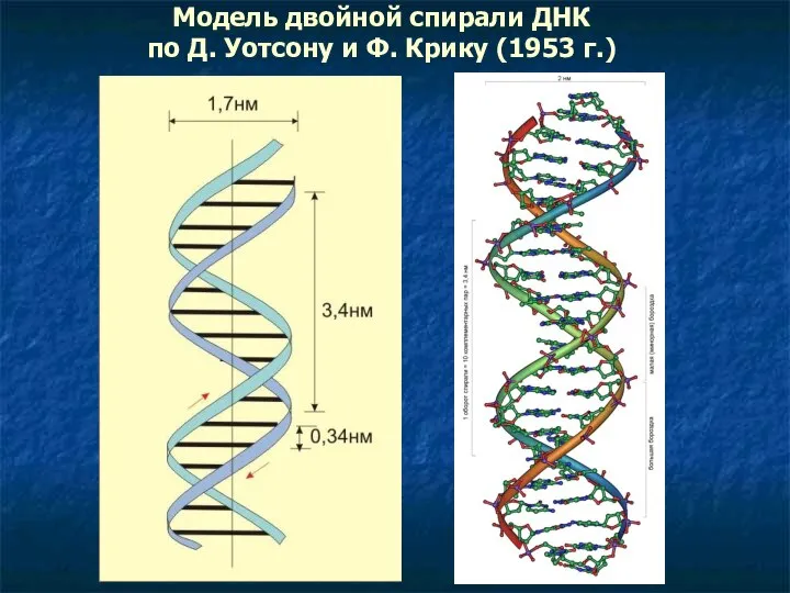 Модель двойной спирали ДНК по Д. Уотсону и Ф. Крику (1953 г.)